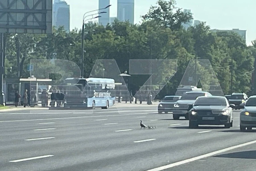 Москва остановилась из-за утят на дороге